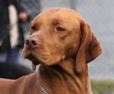 Image of Sugár Csanad