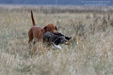 Image of Bilan of Skyrocket