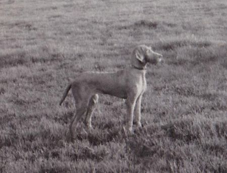 Image of Tordaszigeti Ivó