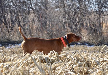 Image of Stoddard's Copper Tone