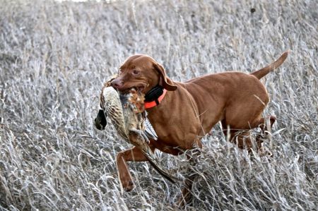 Image of Stoddard's Copper Tone
