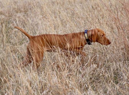 Image of Midnight Run's A Girl Has No Name