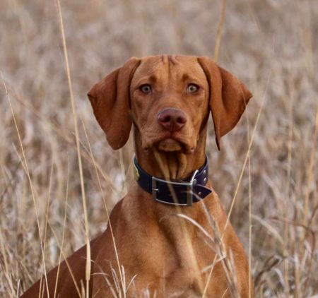 Image of Midnight Run's A Girl Has No Name