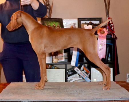 Image of Midnight Run's A Girl Has No Name