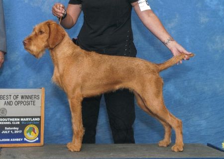 Image of Konza Vadasz Hardwire's Amira Jawhira