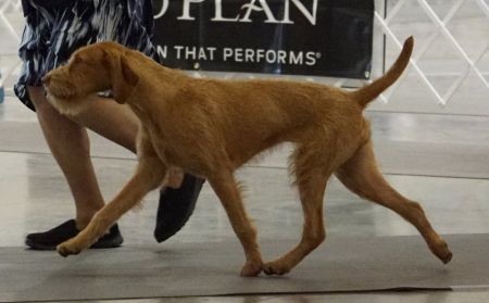 Image of Konza Vadasz Hardwire's Amira Jawhira