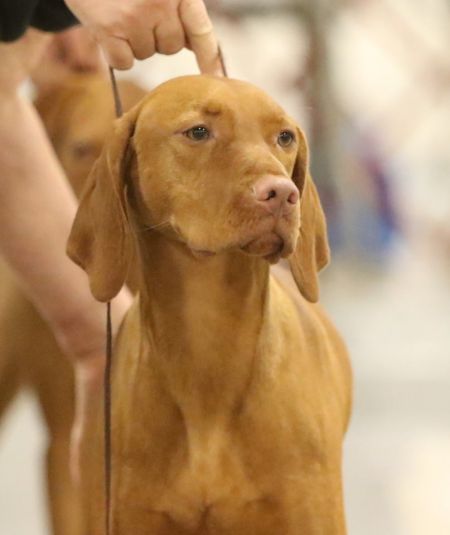 Image of Vizcaya's Simply Sesame