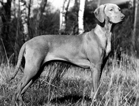 Image of Sharmarkasch Abeeke