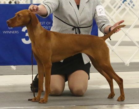 Image of Vizcaya's Limited Risks