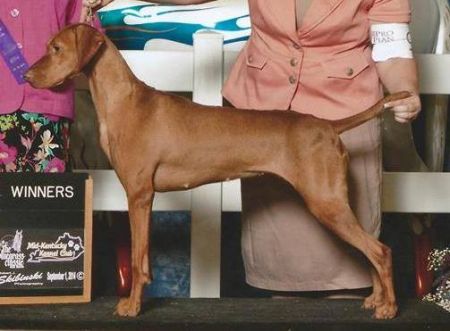 Image of Vizcaya's Limited Risks