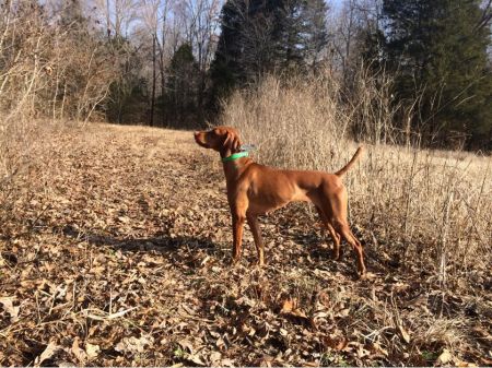 Image of Kick Em Up Riley