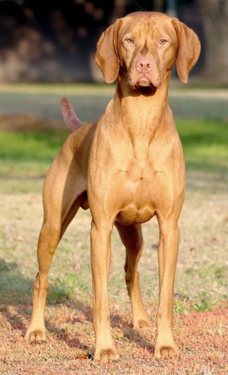 Image of Golden Empire's Double Action Remington