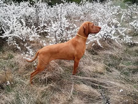 Image of Magor Egyetlen