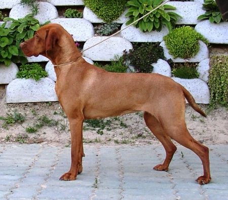 Image of Magor Orkán