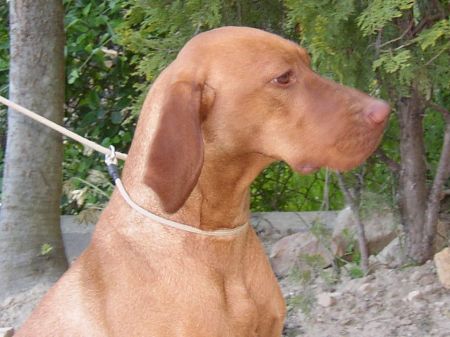 Image of Magor Orkán