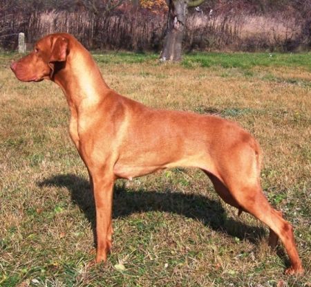 Image of Magor Sziporka