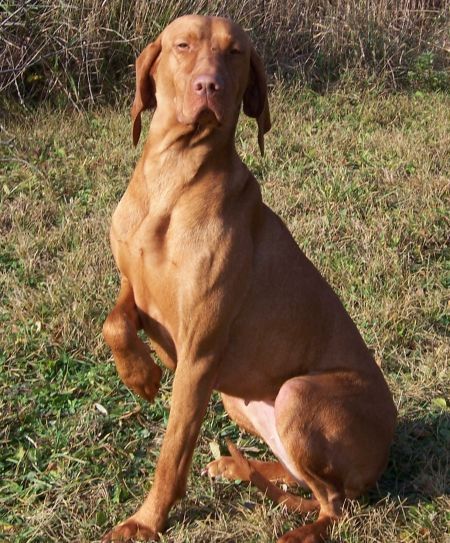 Image of Magor Sziporka