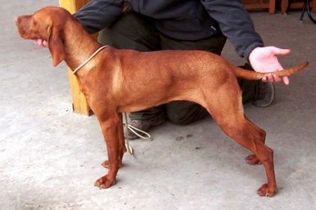 Image of Magor Zafír