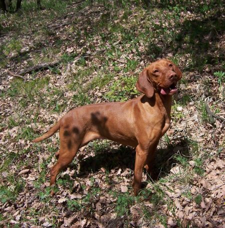 Image of Magor Örzse