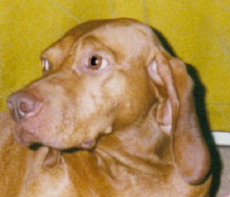 Image of Magor Ekes