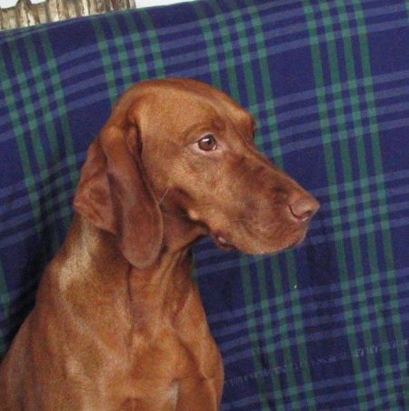 Image of Pitypang Csitri