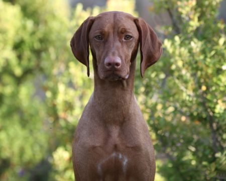 Image of Moonlight's Rock'n Ow't