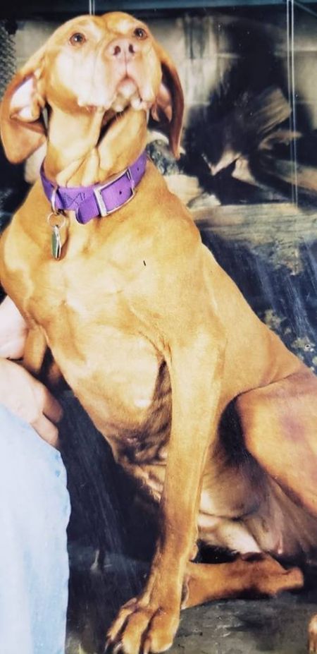 Image of Melto-N-Futaki's Ramblin Red Zoe