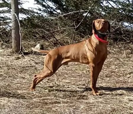 Image of Hatszel's z Bullet Redhawk