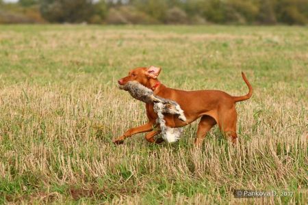 Image of Beauty of Fire Bella