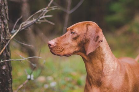 Image of Ivy Cinnamon Vizsla Dream