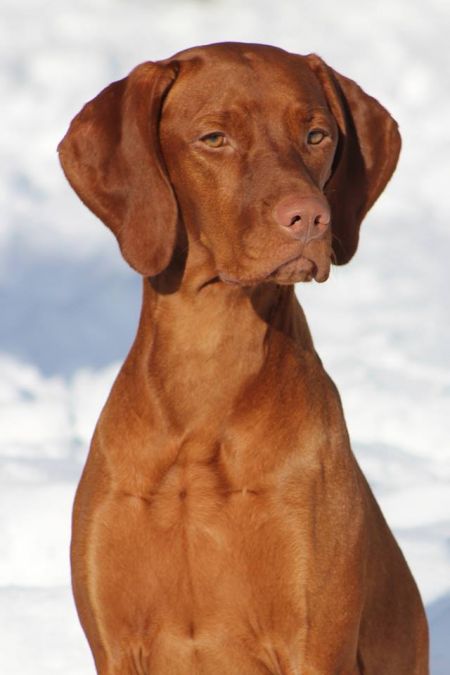 Image of Sokoldalu's Totally Torrific First Lady of Tierah