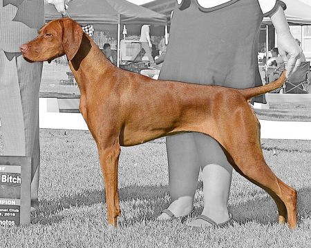 Image of Sokoldalu's Totally Torrific First Lady of Tierah