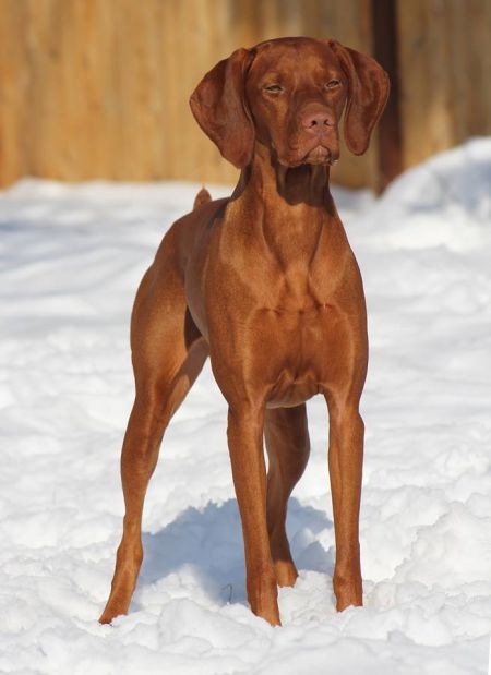 Image of Sokoldalu's Totally Torrific First Lady of Tierah