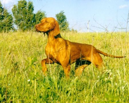 Image of Pitypang Berta