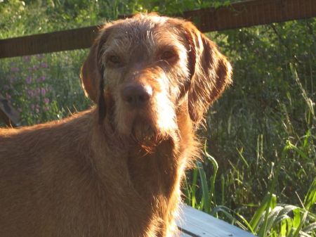 Image of Vizland's Miles Standish