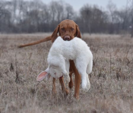 Image of Soczysta Papaya Figowe Pola