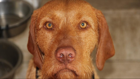 Image of Alfa Pogo Nagy Baratja