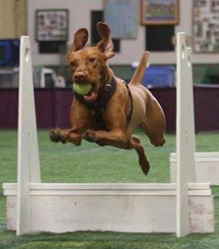 Image of Double Gun's A Royal Flush