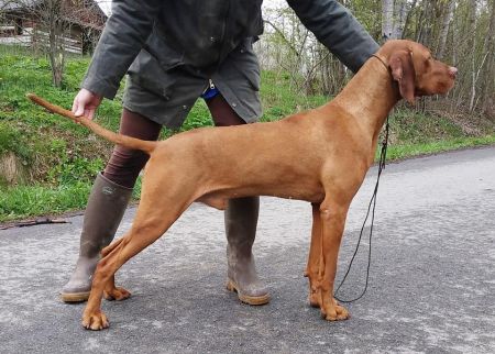 Image of Gyurkóvári Duhaj