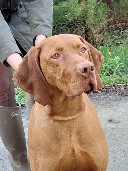 Image of Gyurkóvári Duhaj