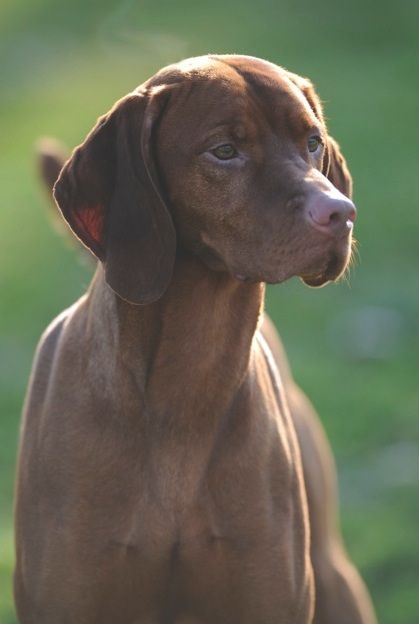 Image of Artisan's Vladimir The Imperial