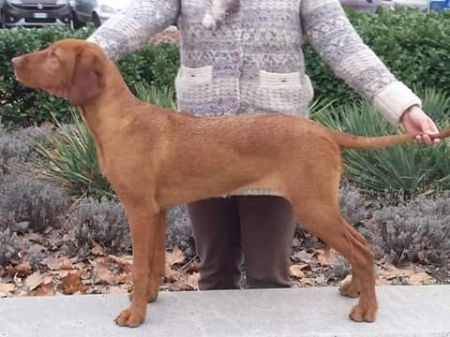 Image of Csepregi-Vadász Csinszka