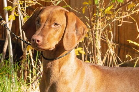 Image of Kelby Creek's Sweet Thing