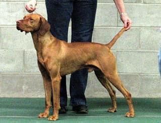 Image of Ck Rebel Rouser Et's Born Again