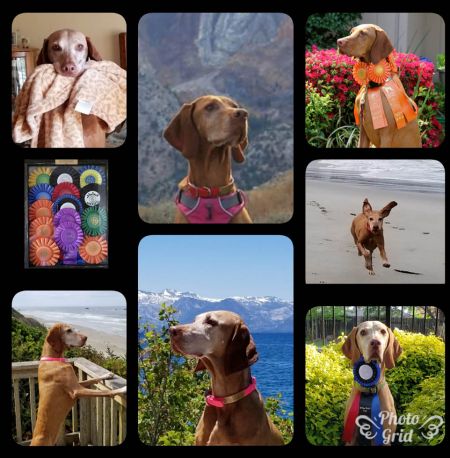 Image of Toldin's Moonlight And Roses