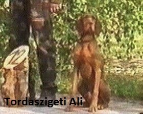 Image of Tordaszigeti Ali