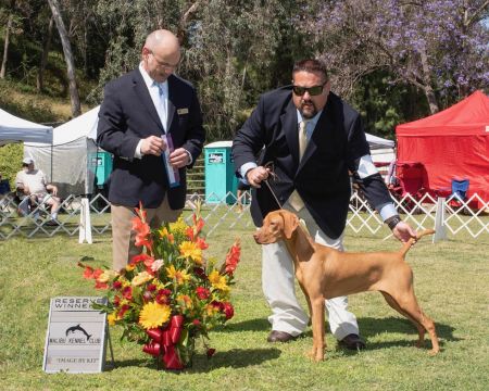 Image of Russet Leather Windfall
