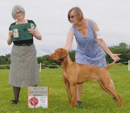 Image of Szizlin's Three Day Eventer