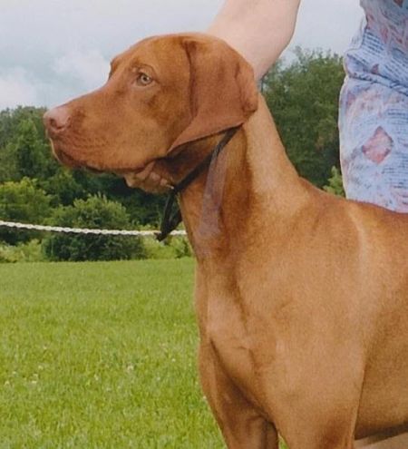 Image of Szizlin's Three Day Eventer