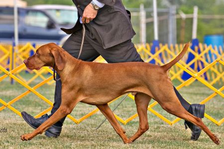 Image of Cinnabar's Sasco Finale